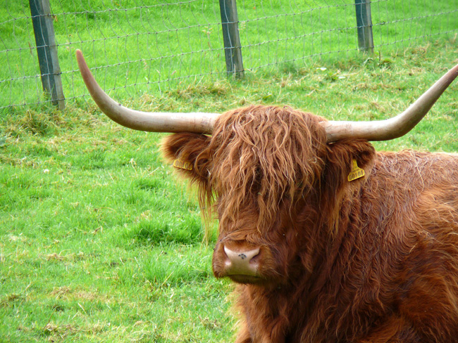 disadvantages of highland cattle